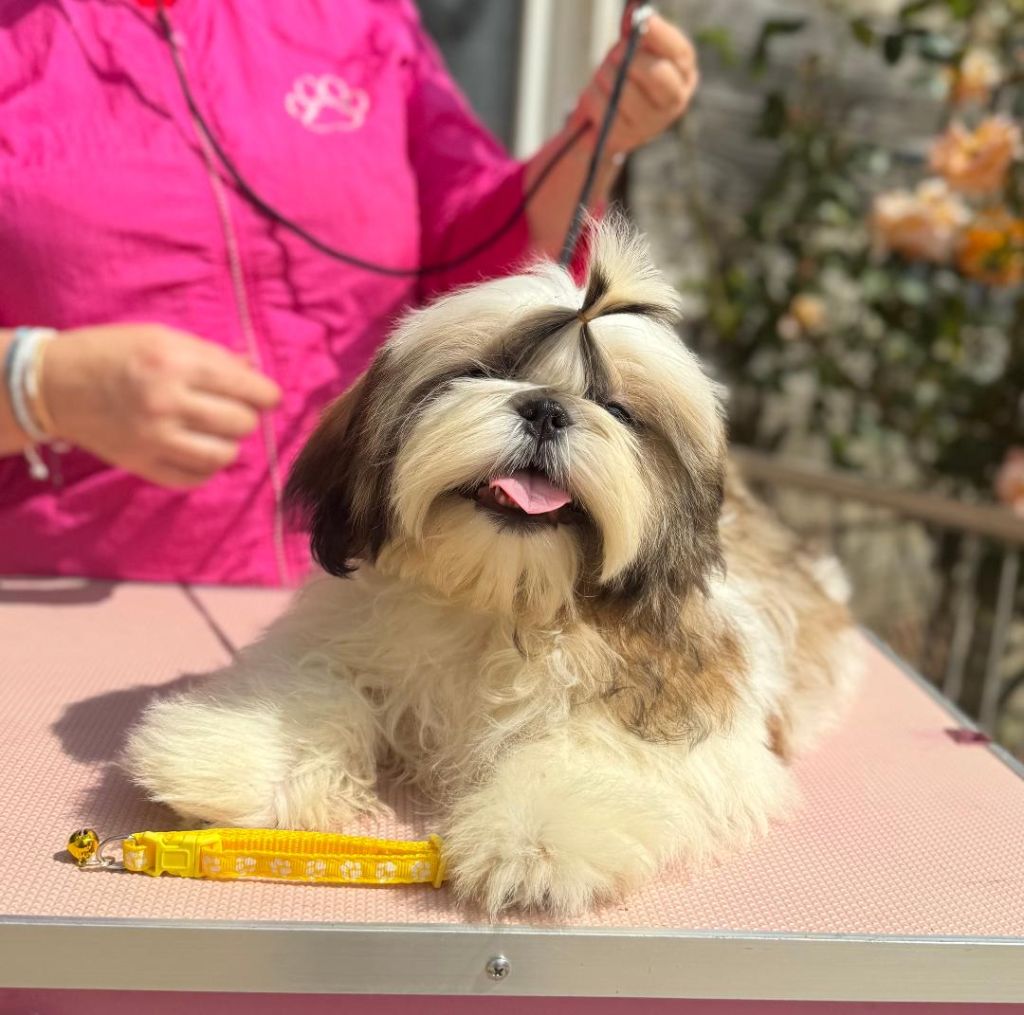 Shireen El Sham - Chiots disponibles - Shih Tzu