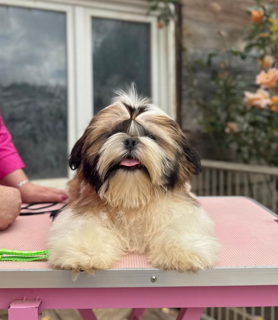 Shireen El Sham - Chiots disponibles - Shih Tzu