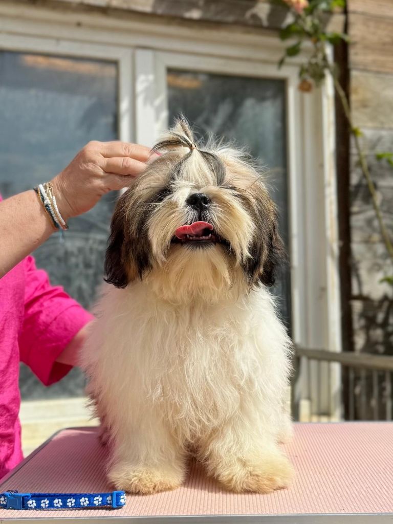 Shireen El Sham - Chiots disponibles - Shih Tzu